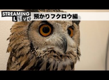 預かりベンガルワシミミズク見守り配信