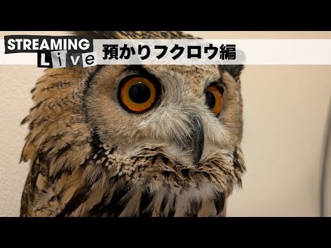 預かりベンガルワシミミズク見守り配信