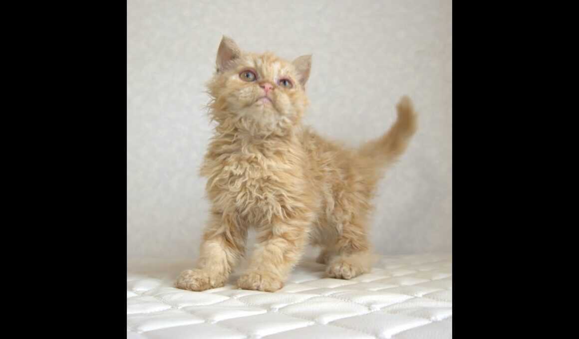 セルカークレックス子猫　Selkirk Rex　2025.5.28産まれ　レッドタビー　巻き毛　セミロング　男の子　シーダキャット猫のお店
