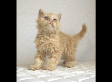 セルカークレックス子猫　Selkirk Rex　2025.5.28産まれ　レッドタビー　巻き毛　セミロング　男の子　シーダキャット猫のお店