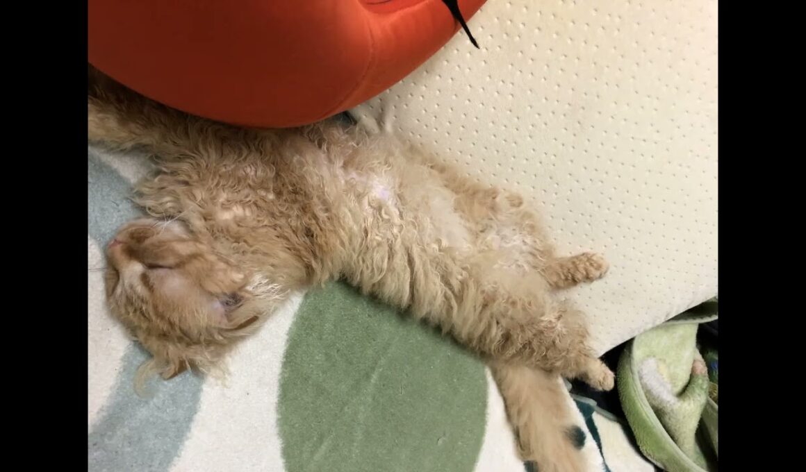 ”Just sleeping”「寝てるだけ」