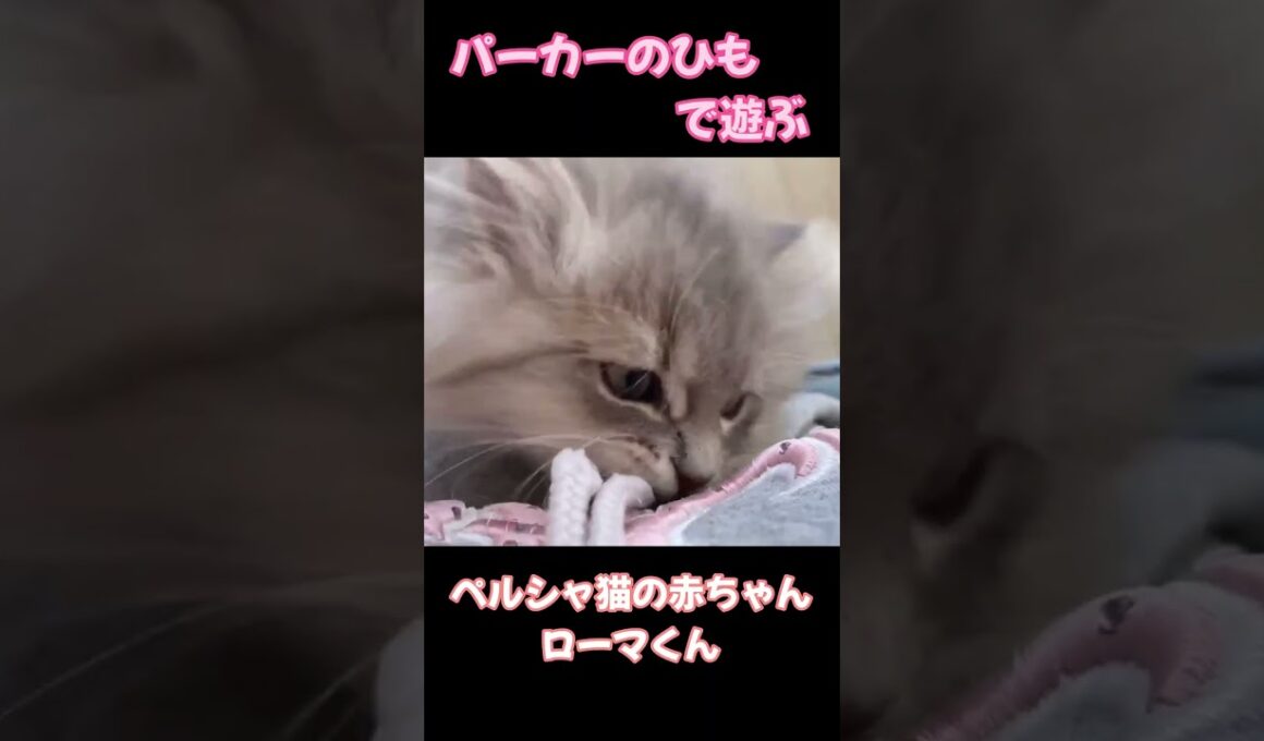 ⑧ペルシャ猫の赤ちゃん(ブルーチンチラゴールデン)・ローマくん　Persian kitten #子猫　#癒し　#kitten #cute #love #cat