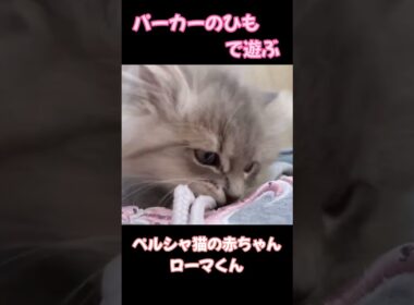 ⑧ペルシャ猫の赤ちゃん(ブルーチンチラゴールデン)・ローマくん　Persian kitten #子猫　#癒し　#kitten #cute #love #cat