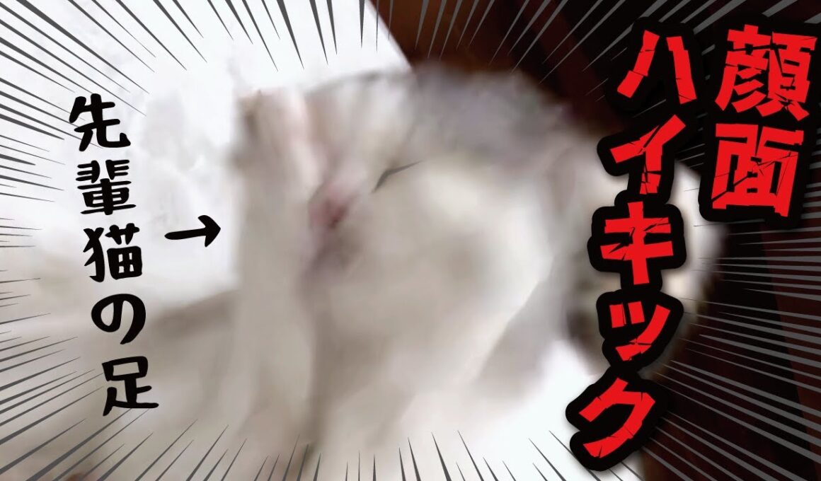 ガチムキ先輩猫のハイキックをまともにくらって顔面がつぶれてしまった猫様がこちら【関西弁でしゃべる猫】【猫アテレコ】