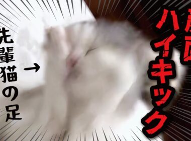 ガチムキ先輩猫のハイキックをまともにくらって顔面がつぶれてしまった猫様がこちら【関西弁でしゃべる猫】【猫アテレコ】
