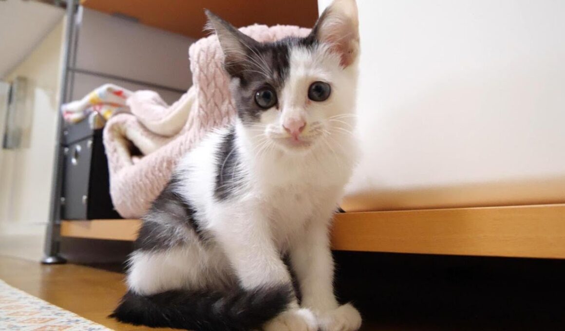 ママとはぐれてしまい迷子になあった子猫が入園しました【赤ちゃん猫　保護猫】
