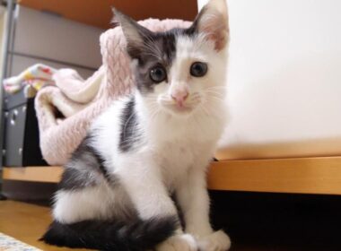 ママとはぐれてしまい迷子になあった子猫が入園しました【赤ちゃん猫　保護猫】