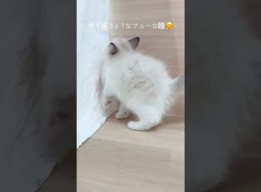 🩷透き通るようなブルーの瞳🩷大人気のラグドールの女の子【パピードリームの