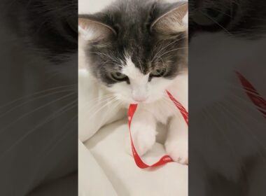 離そうとしない