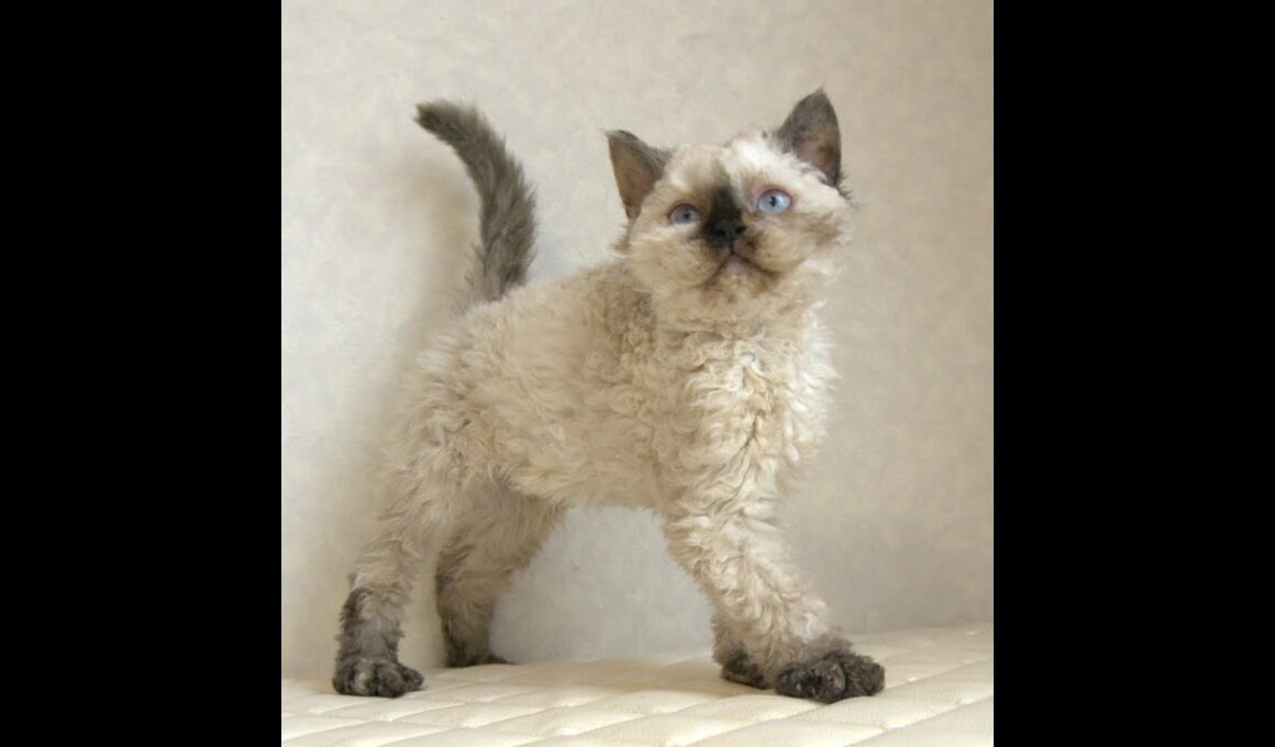 セルカークレックス子猫　Selkirk Rex　2025.5.28産まれ　シールポイント　巻き毛　女の子　シーダキャット猫のお店