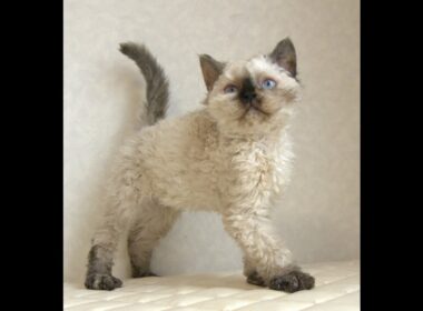 セルカークレックス子猫　Selkirk Rex　2025.5.28産まれ　シールポイント　巻き毛　女の子　シーダキャット猫のお店