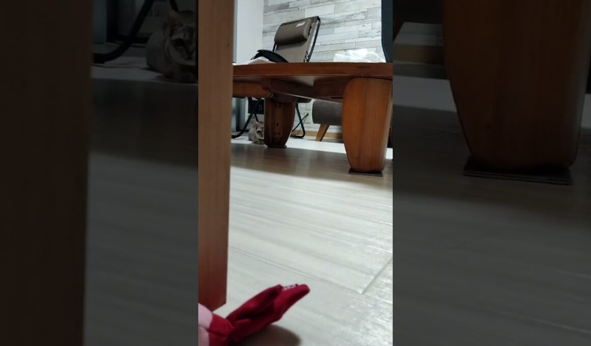瞬足のシンガプーラ猫、ちるちゃん。#倍倍fight