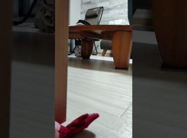瞬足のシンガプーラ猫、ちるちゃん。#倍倍fight