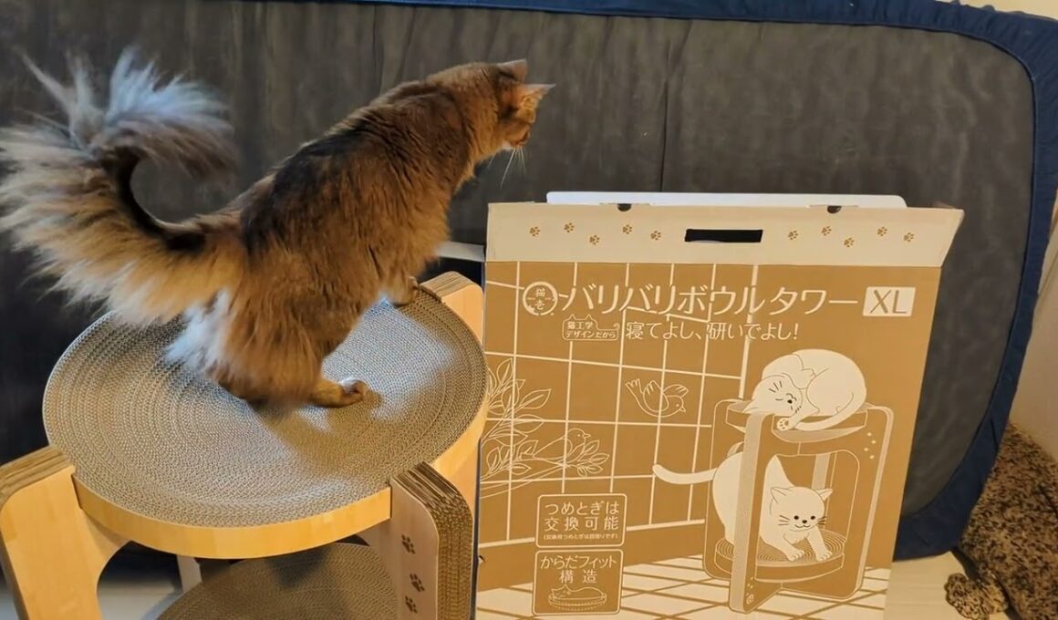 【1323日目】バリバリボウルタワーXL #ソマリ #cat