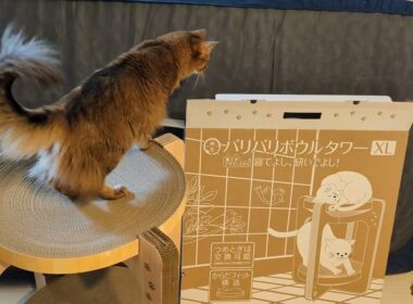 【1323日目】バリバリボウルタワーXL #ソマリ #cat