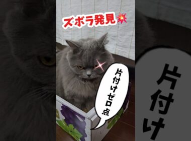ズボラ飼い主発見💥【サイベリアン・キキのKIKICHANNEL】#サイベリアン #猫 #Siberian #cat #shorts