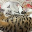 あおむけで寝るキジシロのルル。その腹に寝るシャム猫の子ネコ雫