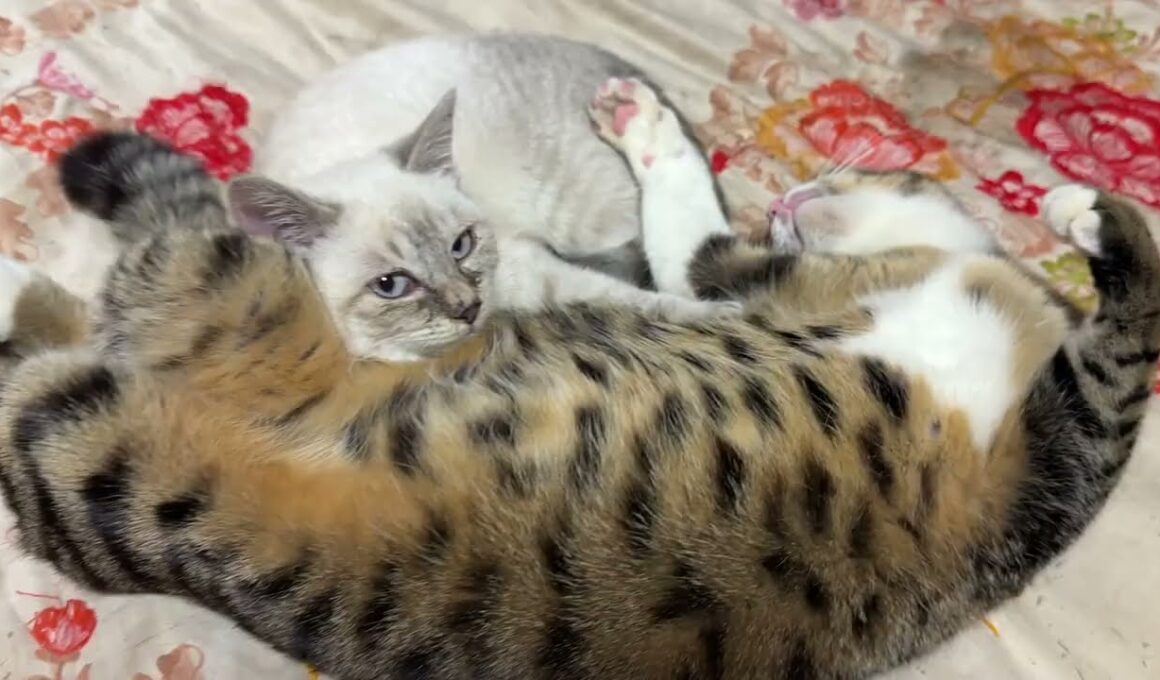あおむけで寝るキジシロのルル。その腹に寝るシャム猫の子ネコ雫