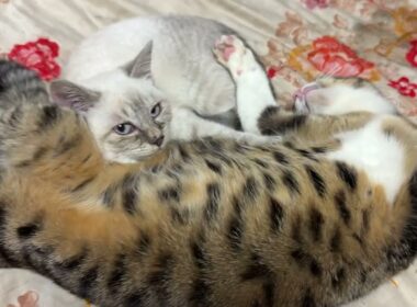 あおむけで寝るキジシロのルル。その腹に寝るシャム猫の子ネコ雫