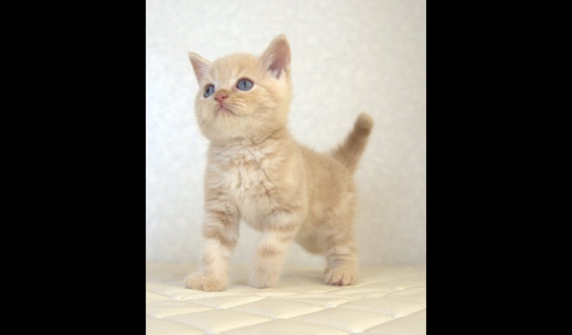 ブリティッシュショートヘアー子猫　British Shorthair　2025.7.21産まれ　　クリーム　男の子　シーダキャット猫のお店