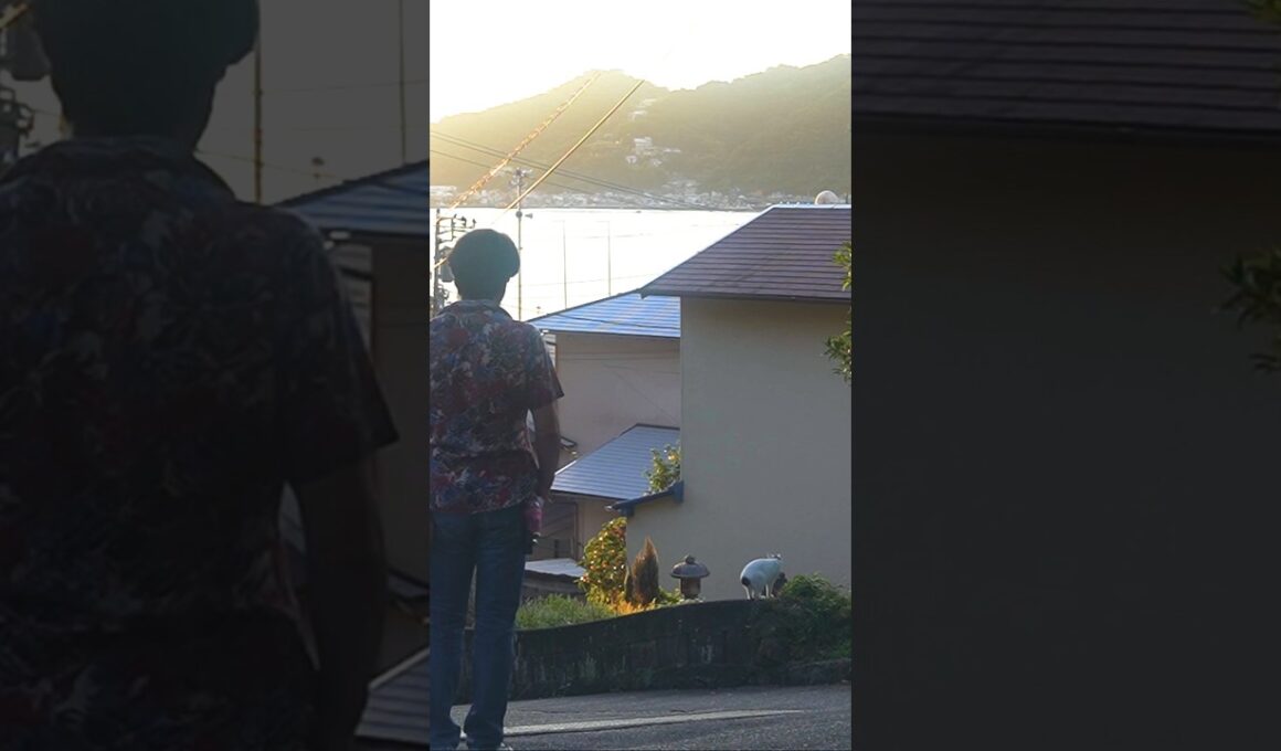 まだ朝日は暑いニャン！ゆっくり歩いてニャ！のろのろゆるゆる歩くよ！#熱海 #伊豆 #散歩 #猫のいる暮らし #ジャパニーズボブテイル #保護猫 #野良猫