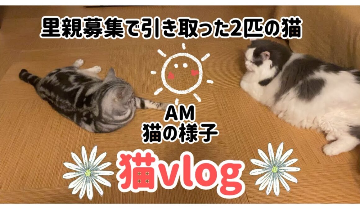猫vlog#02『里親募集で引き取った2匹の猫』愛情込めて一緒に暮らす🩷