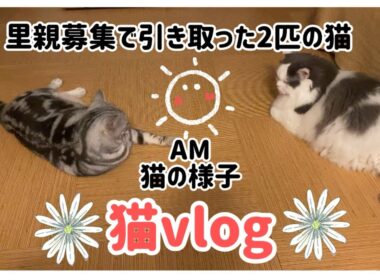 猫vlog#02『里親募集で引き取った2匹の猫』愛情込めて一緒に暮らす🩷