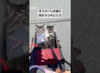 絶妙な距離感の4匹#ノルウェージャンフォレストキャット #ミニチュアシュナウザー #犬と猫のいる暮らし