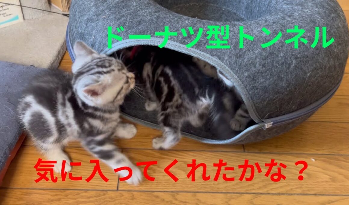 ドーナツ型トンネルで遊んでくれるかな？子猫が気になりウロウロするパパ猫