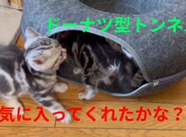 ドーナツ型トンネルで遊んでくれるかな？子猫が気になりウロウロするパパ猫