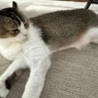 9月の残暑♪猫ちゃんライブ配信♪