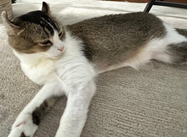 9月の残暑♪猫ちゃんライブ配信♪