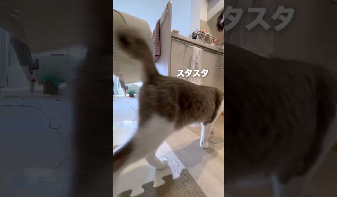 いつもついてくる#猫 #猫のいる暮らし #癒し #元気になる動画