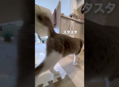 いつもついてくる#猫 #猫のいる暮らし #癒し #元気になる動画