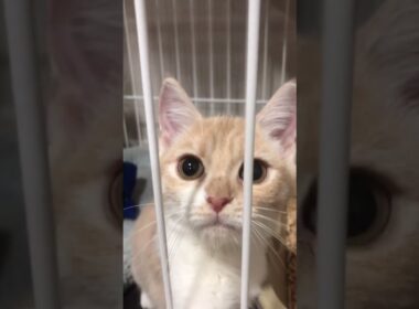去年お迎えした日のこむぎ🐱 #子猫 #マンチカン　The Day I Welcomed Komugi 🐱 #Kitten #Munchkin