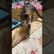 キジシロのルルに添い寝するシャム猫の子ネコ雫。夜泣きする三毛猫ミックスが通ったら