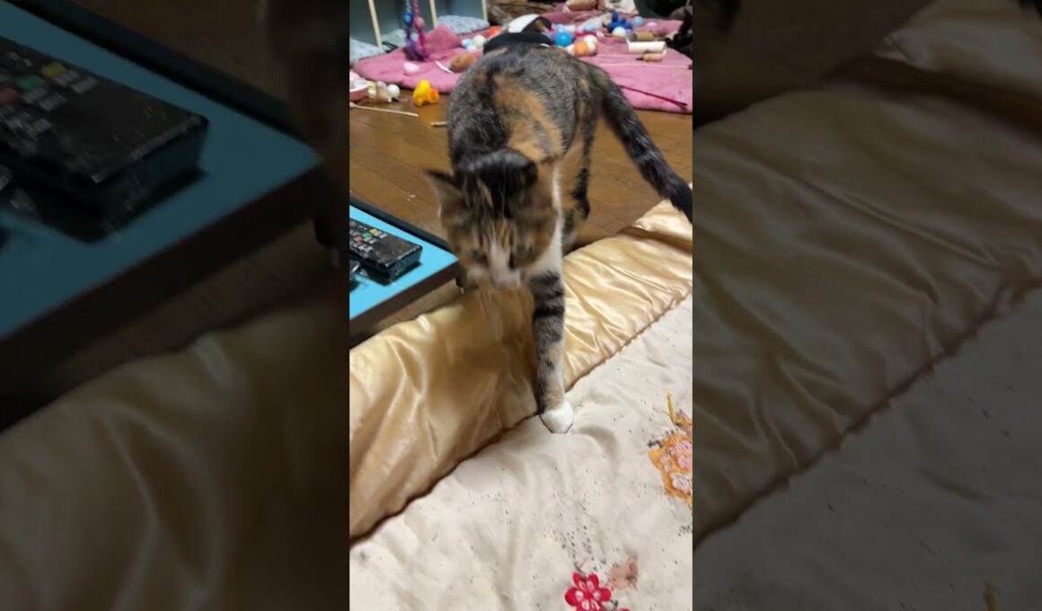 キジシロのルルに添い寝するシャム猫の子ネコ雫。夜泣きする三毛猫ミックスが通ったら