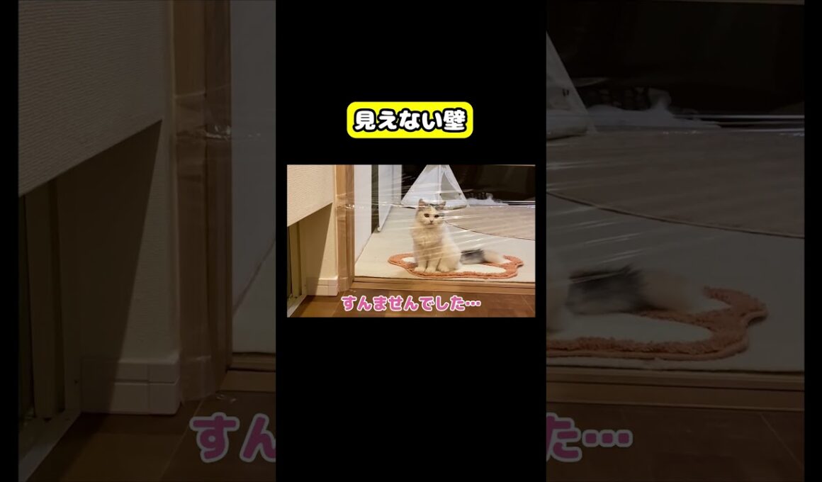 見えない壁が…!! #猫 #おもしろ #アテレコ #ニャンチューバーつくし