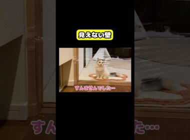 見えない壁が…!! #猫 #おもしろ #アテレコ #ニャンチューバーつくし