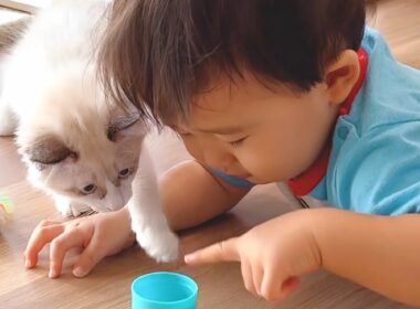 生まれた時から猫まみれで育った赤ちゃん､子猫と仲良しすぎる💕
