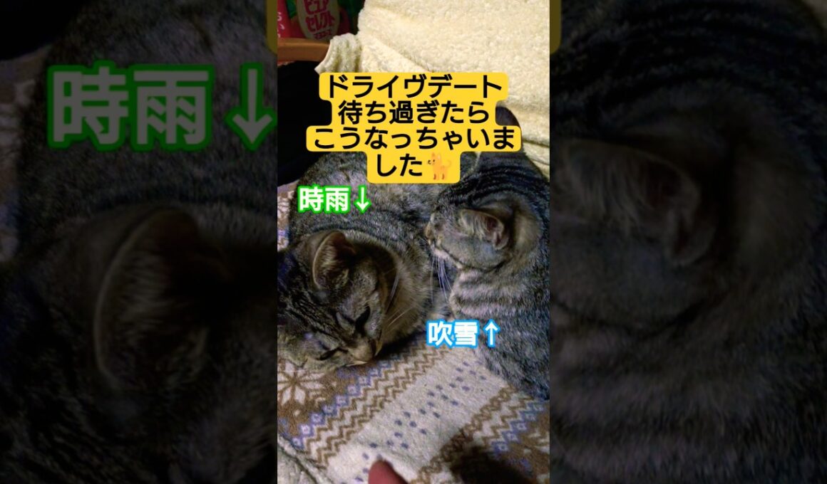 ドライヴデートの為お利口さんして、モモンガのお風呂と夕食待ちしていたら…待ちくたびれてこうなっちゃいました#cat #猫のいる暮らし #猫のいる生活 #いやしねこ