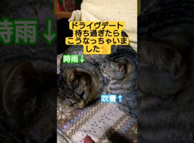 ドライヴデートの為お利口さんして、モモンガのお風呂と夕食待ちしていたら…待ちくたびれてこうなっちゃいました#cat #猫のいる暮らし #猫のいる生活 #いやしねこ