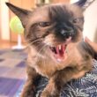 お腹で眠るシャム猫にぼちぼち下りるよう頼んだ結果🌋