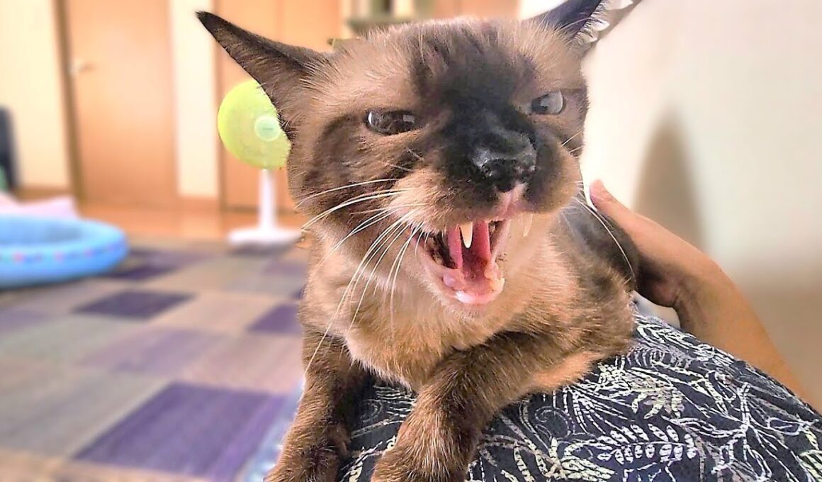お腹で眠るシャム猫にぼちぼち下りるよう頼んだ結果🌋