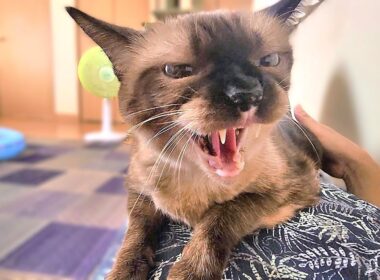 お腹で眠るシャム猫にぼちぼち下りるよう頼んだ結果🌋