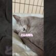 優しさで溢れる猫❤️ #猫 #ロシアンブルー #shorts