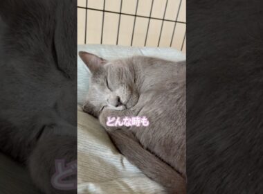 優しさで溢れる猫❤️ #猫 #ロシアンブルー #shorts