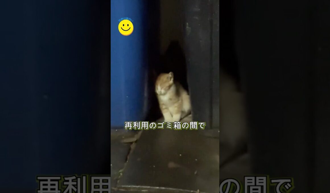 ゴミ箱のそばで眠っていた子猫を保護しました