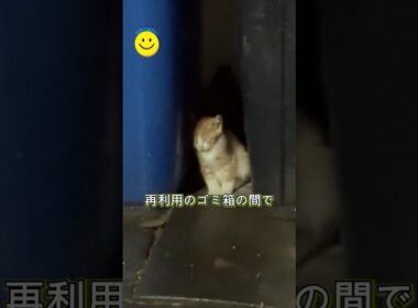 ゴミ箱のそばで眠っていた子猫を保護しました