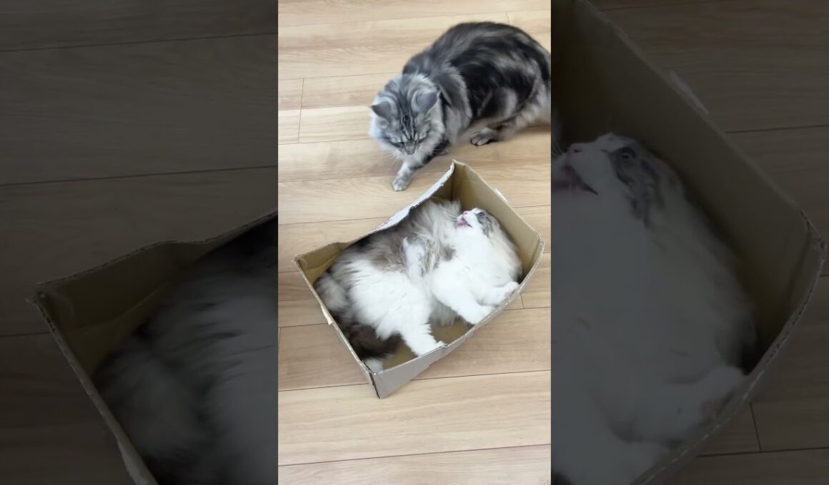 Defend your territory! #メインクーン #mainecoon #ragdoll #ラグドール #猫のいる暮らし #cats